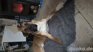 Lieber rüde sucht zuhause 