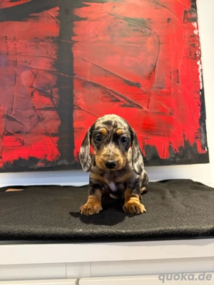 Zwergdackel Dackel Welpen