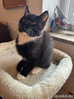 Das Kätzchen sucht liebevolle Eltern.