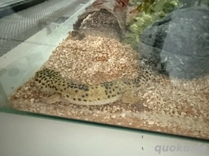 leoparden Gecko