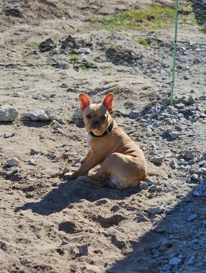 Französische Bulldogge Thor