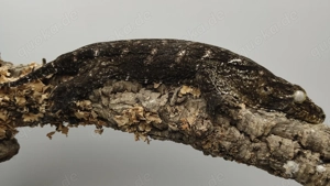 0.1 Rhacodactylus leachianus GT "Friedel line", Neukaledonischer Riesengecko (Grande Terre)