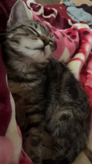 Süße und verspielte baby kitten in guten Händen abzugeben 