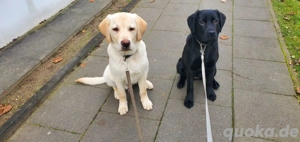 reinrassiger Labrador 