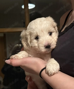 Malteser Mischlingswelpen weiß mit kaffeebraunen Tupfen