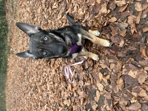 Schäferhund-Husky-Welpe   liebevoll, lernfreudig & aktiv   geboren am 10.08.2025