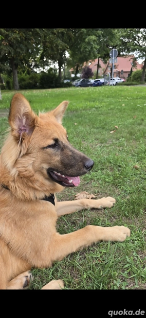 neues zuhause gesucht 