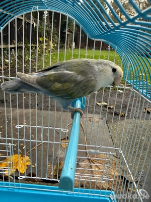 Rosenköpfchen mönnlich 