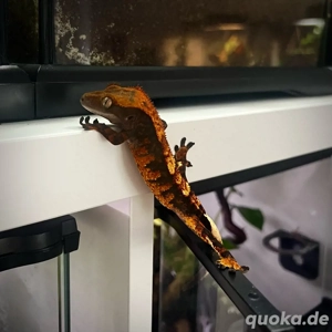 1.0 Kronengecko - Correlophus ciliatus