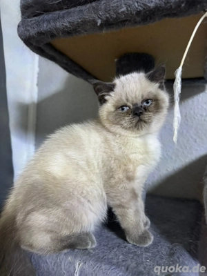 Drei Monate alte Kätzchen suchen ein neues Zuhause