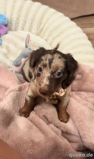 Dackelwelpen suchen ein liebevolles Zuhause!