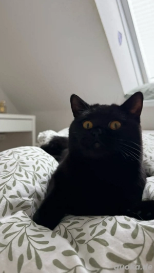 Zwei liebevolle Deckkater (1 Jahr) - traumhafter Charakter, kerngesund & bereit für Damenbesuch