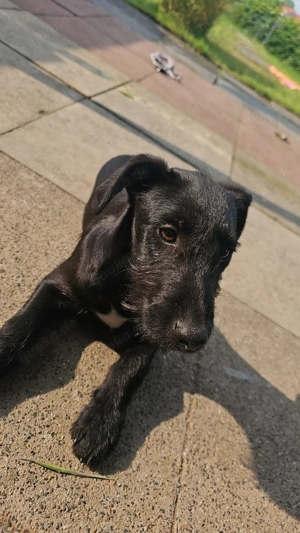 Zuhause gesucht: Wundervoller Terrier Rüde Zeus (Jung, aktiv, lernwillig)