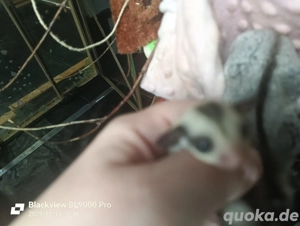 Sugar Glider Weibchen Jungtier 