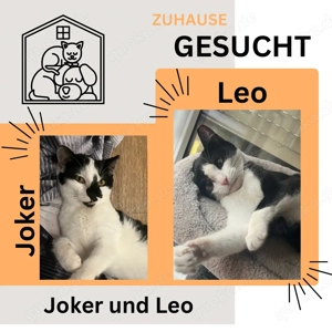 Zuhause gesucht für Joker und Leo   