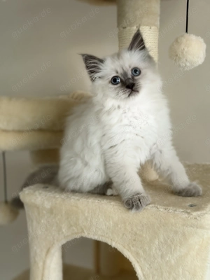 Heilige Birma Kitten