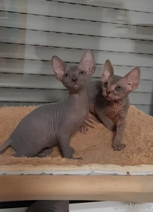 Sphynx katzen baby