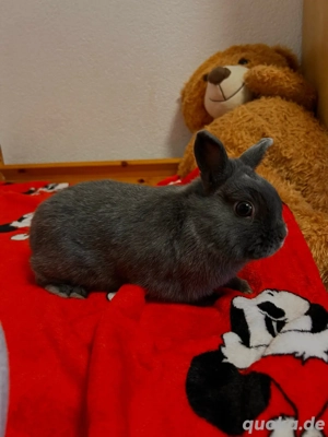 Zwergkaninchen Niederländischer Zwerg