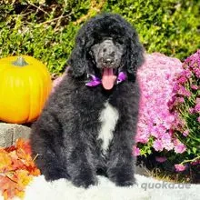     Tiefschwarzer Standardpudelrüde    