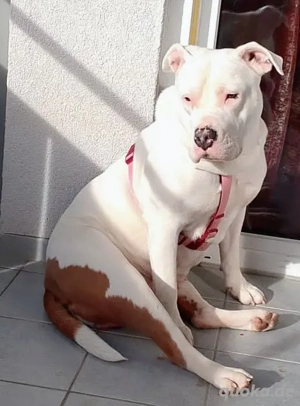 Bulldogge Mix Weibchen