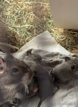    6 Degubabys suchen Für-Immer-Zuhause   