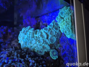 Korallenableger abzugeben