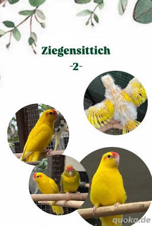 Ziegensittiche
