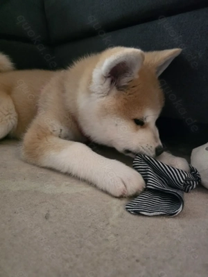 Akita Inu Welpe, 14 Wochen - mit Erstausstattung & frischem Tierarzt Check-Up