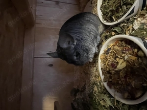 Chinchilla, männlich, kastriert 