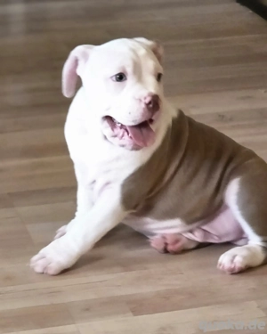American bully junge Unser,letzen   sucht noch ihre Familie auf Lebenszeit 