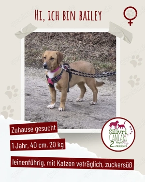 Süsse Bailey sucht ein Zuhause