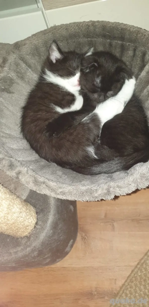 British Kurzhaar Mix