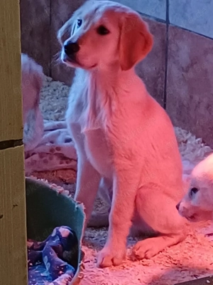 Wunderschöne Retriever Goldie Babys bald abzugeben