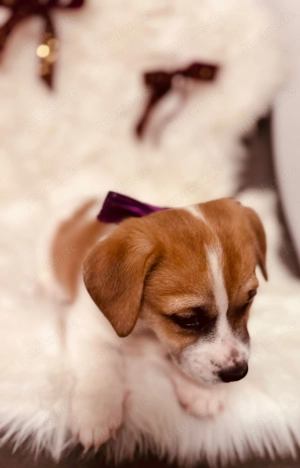 Jack Russel Mix Weibchen suchen noch ein neues Zuhause 