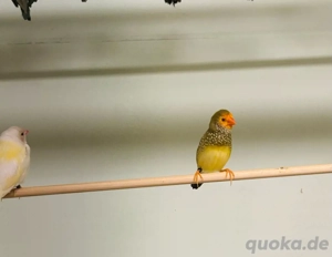 Binsenastrilde Binsenamadinenpaar