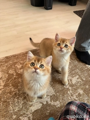   Exklusive Britisch Kurzhaar Katerbabys in golden   zur Reservierung, Abgabe ab Dezember  