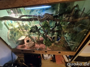 Königspython (Python regius) Bild 3