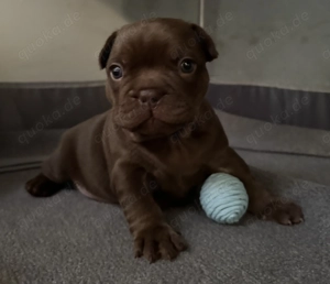 Französische Bulldoggen Welpen 