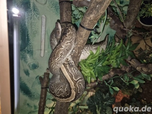 Königspython (Python regius) Bild 2