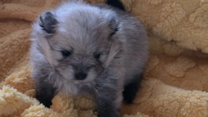 Pomeranian Welpen 