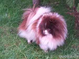 Süßer Pomeranian Zwergspitz Rüde