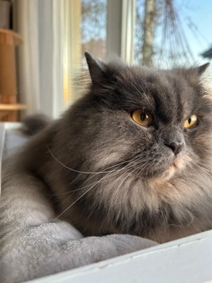 Katzendamen - Kätzchen - Babykatzen