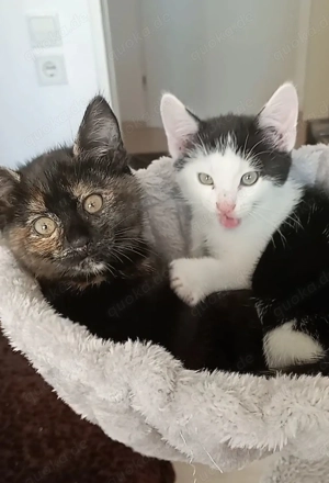 Charlie und Cookie sind bereit für ein neues Zuhause