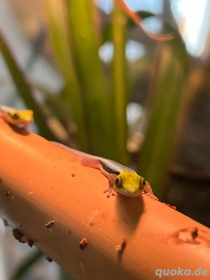 0.0.7 Phelsuma klemmeri NZ aus 2025