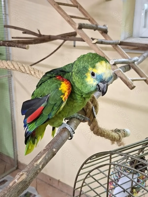 Gebe Blaustirnamazone ab