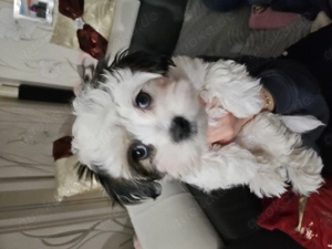 Süße Hundewelpen abzugeben- liebevoll aufgezogen.