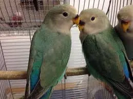 Junge Rosenköpfchen