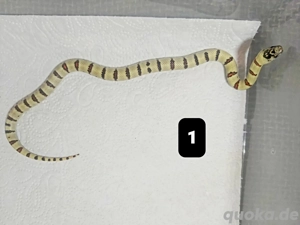 Lampropeltis Leonis Mexicana Thayeri 