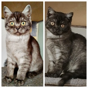 BKH   kitten 2 Zwillinge junge  black smoky Farbe