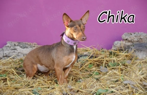 Könnte Chika vielleicht genau die kleine Seele sein, die deinem Zuhause Wärme und Liebe erfährt.